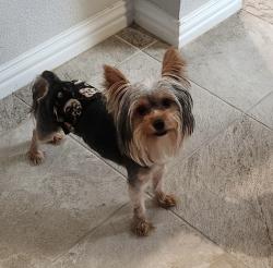 Lost Male Dog last seen Dogwood Dr, Red Oak, TX 75154