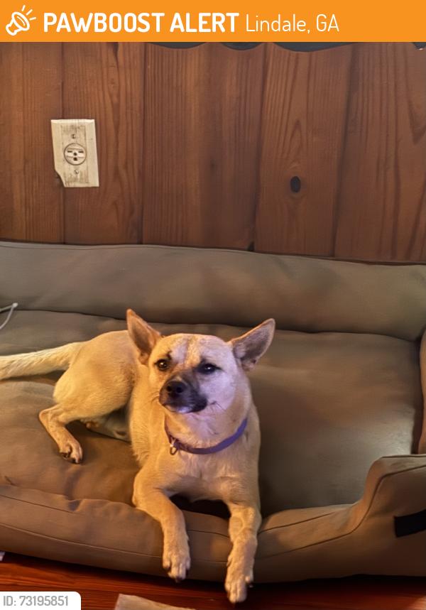 Found/Stray Male Dog last seen Wax road area, Lindale, GA 30147