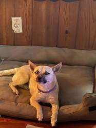 Found/Stray Male Dog last seen Wax road area, Lindale, GA 30147