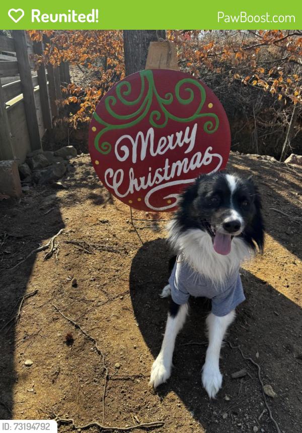 Reunited Male Dog last seen Near latta st, Raleigh, nc, Raleigh, NC 27607