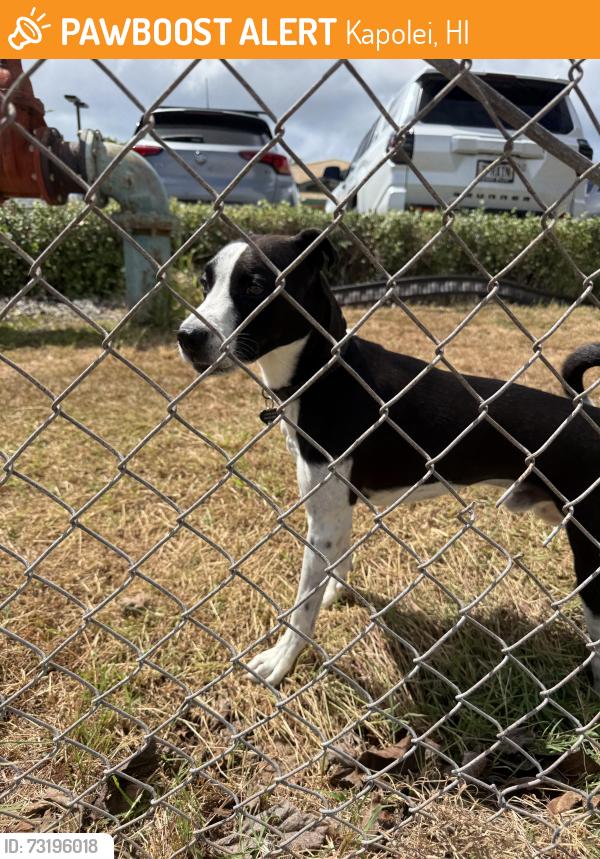 Found/Stray Male Dog last seen Kapolei Middle School, Kapolei, HI 96707