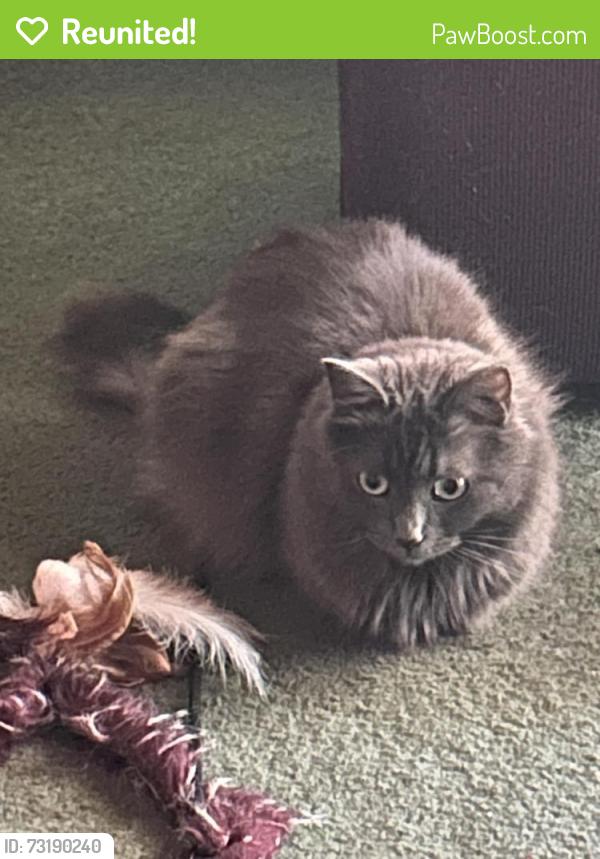 Reunited Female Cat last seen Barcelona and Devlin Drive., Vallejo, CA 94591
