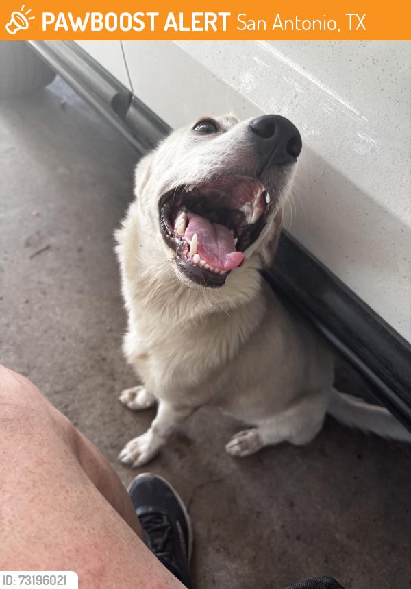 Found/Stray Female Dog last seen Salisbury at Shropshire, San Antonio, TX 78217