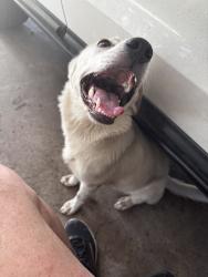 Found/Stray Female Dog last seen Salisbury at Shropshire, San Antonio, TX 78217