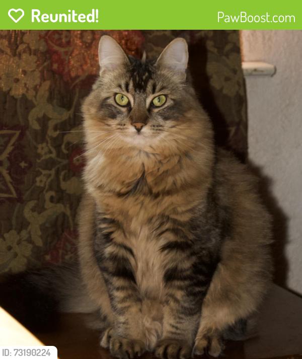 Reunited Male Cat last seen Barcelona and Devlin Drive, Vallejo, Vallejo, CA 94591