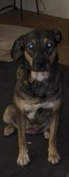 Lost Female Dog last seen B st. & Rosben oroville, Oroville, CA 95966