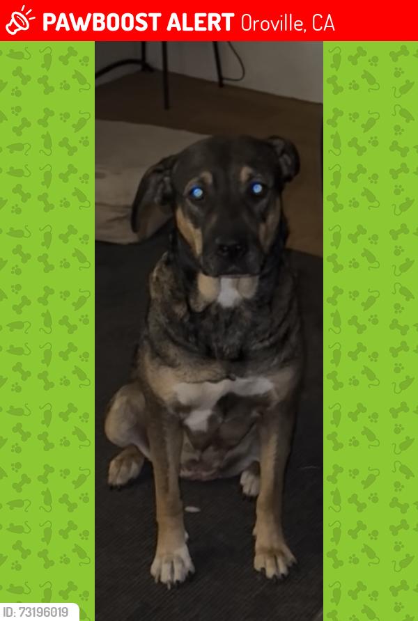 Lost Female Dog last seen B st. & Rosben oroville, Oroville, CA 95966