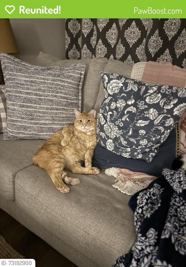 Reunited Male Cat last seen Guion road, Indianapolis, IN 46254