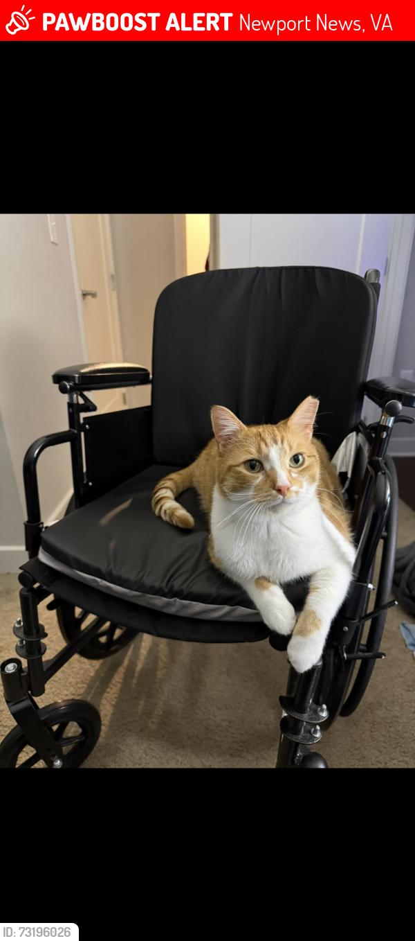 Lost Male Cat last seen Featherstone apmts, Newport News, VA 23602