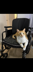 Lost Male Cat last seen Featherstone apmts, Newport News, VA 23602