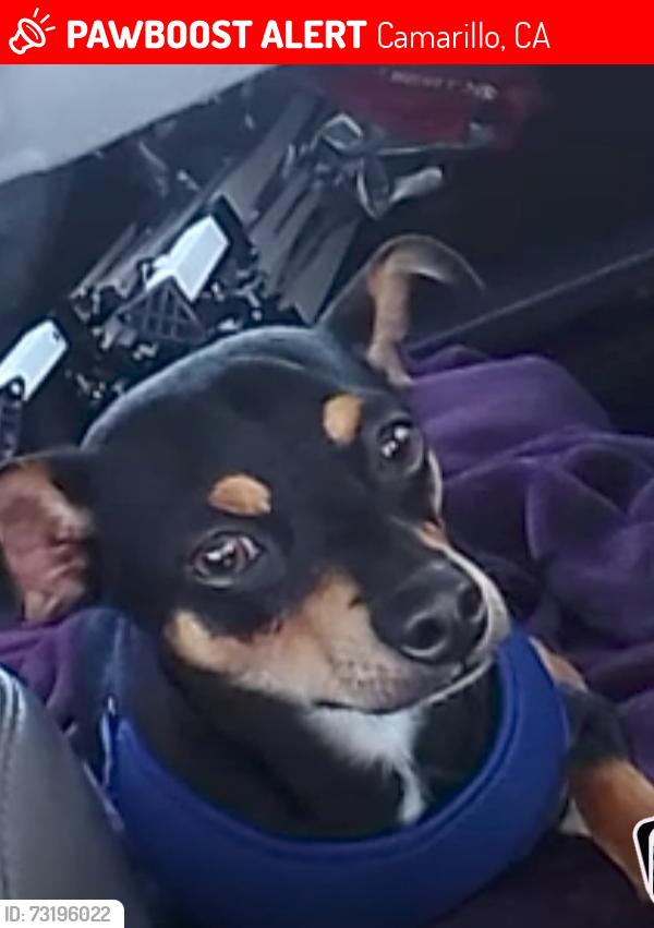 Lost Male Dog last seen Bentley, Camarillo, CA 93011