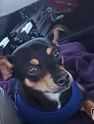 Lost Male Dog last seen Bentley, Camarillo, CA 93011
