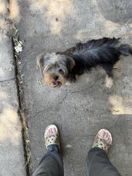 Reunited Male Dog last seen Jennie Lee @ McKim Dr, Dallas, TX 75227