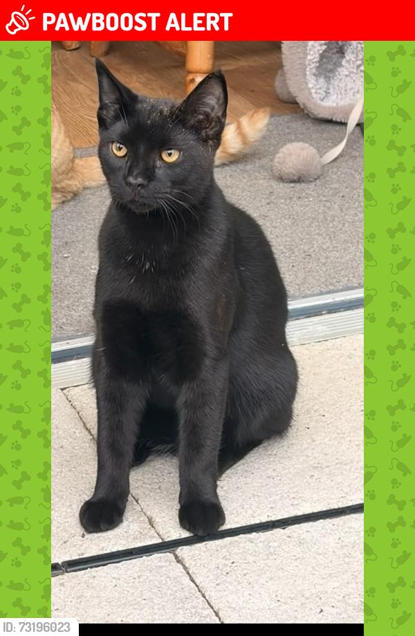 Lost Male Cat last seen Wadloes Road, Cambridgeshire, England CB5