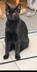 Lost Male Cat last seen Wadloes Road, Cambridgeshire, England CB5