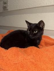 Found/Stray Female Cat last seen S Carrol road in Southeastway park, S Carroll Rd, IN 46239