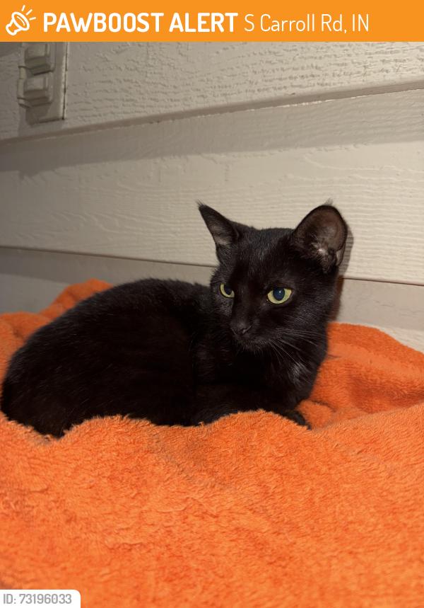 Found/Stray Female Cat last seen S Carrol road in Southeastway park, S Carroll Rd, IN 46239
