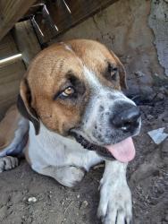 Found/Stray Male Dog last seen Art Wall Way and Del Lago Parkway, San Antonio, TX 78221