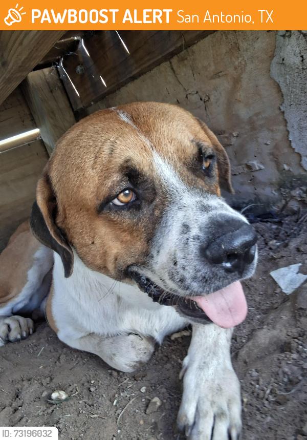 Found/Stray Male Dog last seen Art Wall Way and Del Lago Parkway, San Antonio, TX 78221