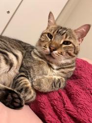 Lost Male Cat last seen 56th and Eugie, Glendale, AZ 85304