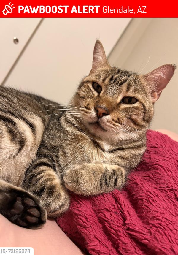 Lost Male Cat last seen 56th and Eugie, Glendale, AZ 85304