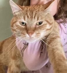 Lost Male Cat last seen Parkwood Palce Range Road 214, Ardrossan, AB T8E 2A2