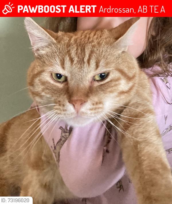 Lost Male Cat last seen Parkwood Palce Range Road 214, Ardrossan, AB T8E 2A2