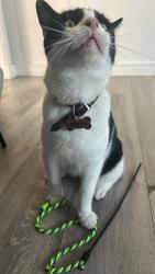 Reunited Male Cat last seen Warren Terrace, Eastern Ave W, Romford RM6 5SB, UK, Greater London, England RM6 5SA