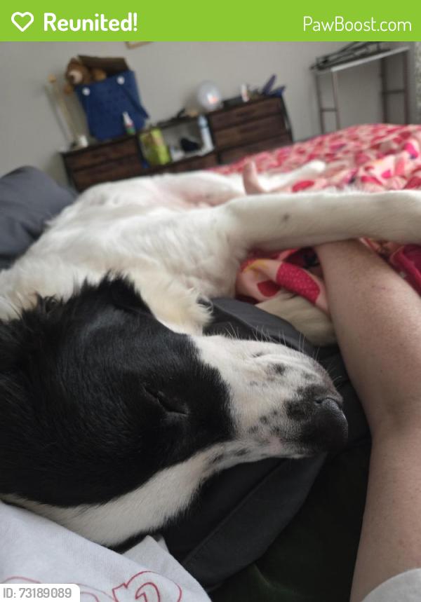 Reunited Male Dog last seen All Saints Vet hosp Hendersonville NC, Hendersonville, NC 28792
