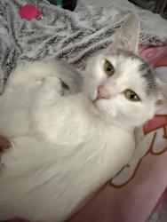 Lost Female Cat last seen W. Coalmine Ave. and S. Holland Way, Ken Caryl, CO 80123
