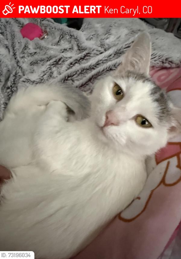 Lost Female Cat last seen W. Coalmine Ave. and S. Holland Way, Ken Caryl, CO 80123