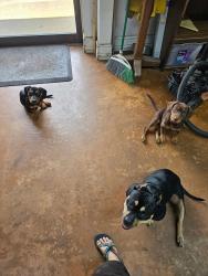 Reunited Female Dog last seen Maloy Rd, Griffin, GA 30224