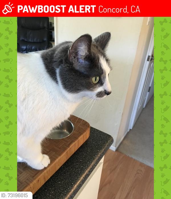 Lost Female Cat last seen Illinois Ct and Louisiana Dr Concord CA 94521, Concord, CA 94521