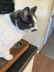 Lost Female Cat last seen Illinois Ct and Louisiana Dr Concord CA 94521, Concord, CA 94521