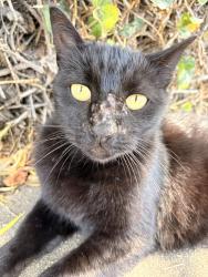 Found/Stray Unknown Cat last seen Wandering into neighbors backyard over ivy hedge going to alley, San Fernando, CA 91340