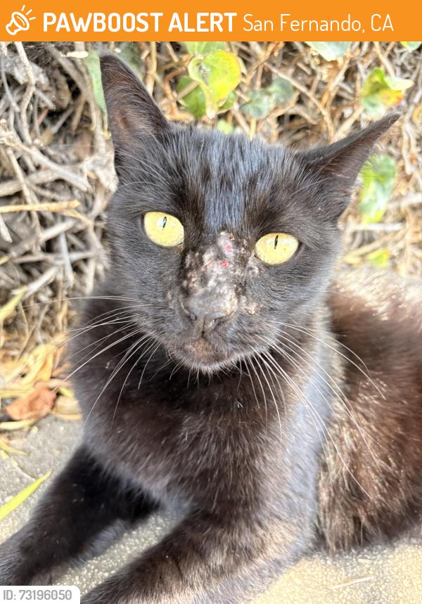 Found/Stray Unknown Cat last seen Wandering into neighbors backyard over ivy hedge going to alley, San Fernando, CA 91340