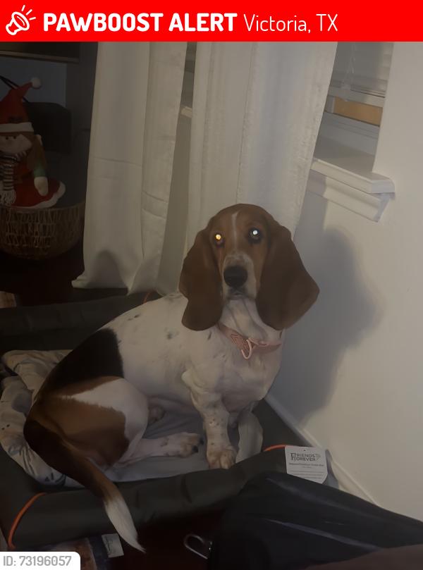 Lost Female Dog last seen Rio Grande, Victoria, TX 77901