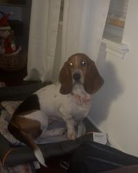 Lost Female Dog last seen Rio Grande, Victoria, TX 77901