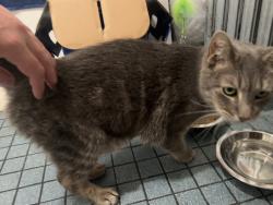 Found/Stray Unknown Cat last seen Kimball and Dickens, Chicago, IL 60647