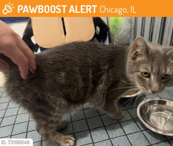 Found/Stray Unknown Cat last seen Kimball and Dickens, Chicago, IL 60647