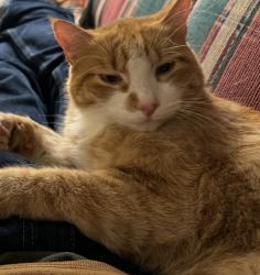Lost Male Cat last seen Wellesley & Canal in Otis Orchards, Otis Orchards-East Farms, WA 99025
