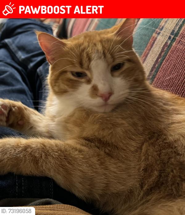 Lost Male Cat last seen Wellesley & Canal in Otis Orchards, Otis Orchards-East Farms, WA 99025