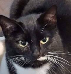 Lost Female Cat last seen Near east saint Andrew's drive north, Mason County, WA 98584