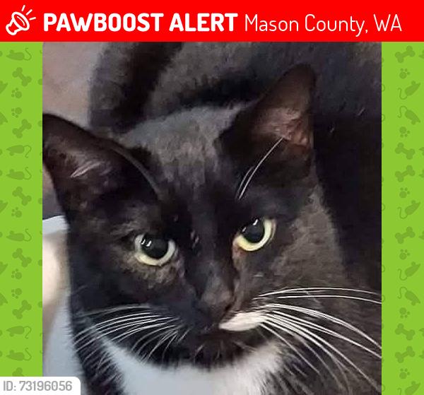 Lost Female Cat last seen Near east saint Andrew's drive north, Mason County, WA 98584