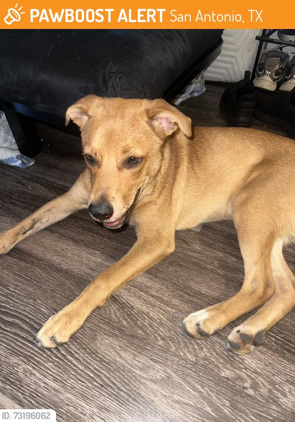 Found/Stray Male Dog last seen Thousand Oaks & Schertz Rd, San Antonio, TX 78233