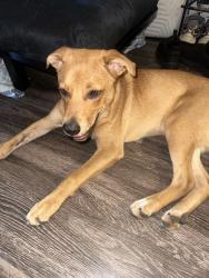 Found/Stray Male Dog last seen Thousand Oaks & Schertz Rd, San Antonio, TX 78233