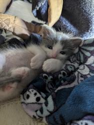 Reunited Male Cat last seen 4th St. & Ashland Ave, Santa Monica, CA 90405