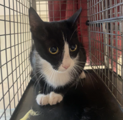 Shelter Stray Female Cat last seen Near Euclid Avenue, San Diego, CA, 92105, 5500 Gaines St, San Diego, CA 92110, USA