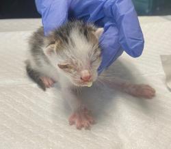 Shelter Stray Male Cat last seen Near Euclid Avenue, San Diego, CA, 92105, 5500 Gaines St, San Diego, CA 92110, USA