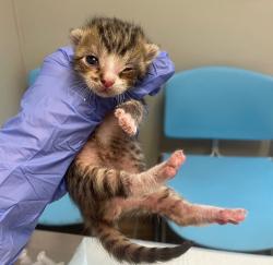 Shelter Stray Male Cat last seen Near Euclid Avenue, San Diego, CA, 92105, 5500 Gaines St, San Diego, CA 92110, USA